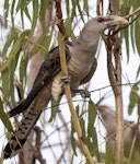 Channel-billed cuckoo. Adult. Granite Gorge, Queensland, December 2016. Image © Imogen Warren by Imogen Warren.