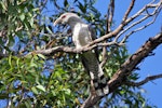 Channel-billed cuckoo. Adult. Burrum Heads, Queensland, February 2012. Image © Belinda Rafton 2012 birdlifephotography.org.au by Belinda Rafton.