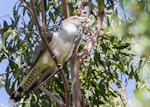 Channel-billed cuckoo. Adult. Killara, Sydney, New South Wales, December 2014. Image © Grace Bryant 2014 birdlifephotography.org.au by Grace Bryant.