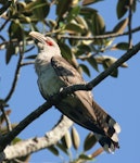 Channel-billed cuckoo. Adult. Samford, Brisbane, Queensland, February 2009. Image © Julie Sarna 2012 birdlifephotography.org.au by Julie Sarna.