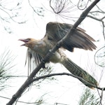 Channel-billed cuckoo. Juvenile. Bicentennial Park, Sydney, New South Wales, February 2019. Image © Paul Thorogood 2019 birdlifephotography.org.au by Paul Thorogood.