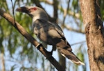 Channel-billed cuckoo. Adult. Jowalbinna, North Queensland, October 2015. Image © Ray Pierce by Ray Pierce.