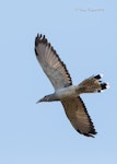 Channel-billed cuckoo. Adult in flight. Killara, Sydney, New South Wales, December 2014. Image © Grace Bryant 2014 birdlifephotography.org.au by Grace Bryant.