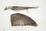 Channel-billed cuckoo. Beach-wrecked specimen. Specimen registration no. OR.025346; image no. MA_I295016. Ocean Beach, Raglan, October 1996. Image © Te Papa.