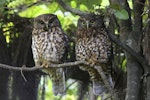 Ruru | Morepork. Adult pair roosting showing contrasting plumage. Blowhard Bush, December 2012. Image © Adam Clarke by Adam Clarke.