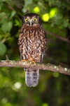 Ruru | Morepork. Adult. Mayor Island, December 2007. Image © Peter Reese by Peter Reese.