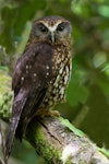 Ruru | Morepork. Adult with head turned. Lake Rotorua, November 2012. Image © Glenda Rees by Glenda Rees.