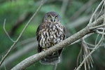 Ruru | Morepork. Adult perched on branch at dusk. Kerikeri, December 2014. Image © Duncan Watson by Duncan Watson.