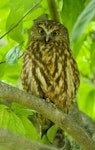 Ruru | Morepork. Adult on tree during the day. Hope, Nelson, April 2017. Image © Rebecca Bowater by Rebecca Bowater FPSNZ AFIAP.