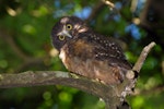 Ruru | Morepork. Newly fledged young. Wellington, January 2009. Image © Peter Reese by Peter Reese.