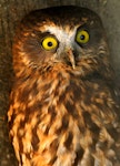 Ruru | Morepork. Adult in captivity. Bird Rescue Wanganui, Turakina, May 2012. Image © Ormond Torr by Ormond Torr.