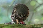 Ruru | Morepork. Adult feeding on starling. Lake Opouahi, Hawke's Bay, April 2014. Image © Adam Clarke by Adam Clarke.