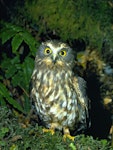 Ruru | Morepork. Perched adult showing yellow feet. Whirinaki Forest, April 1990. Image © Albert Aanensen by Albert Aanensen.