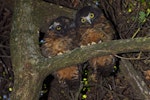 Ruru | Morepork. Two fledglings. Wellington, January 2009. Image © Peter Reese by Peter Reese.