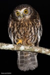 Ruru | Morepork. Adult eating tree weta. Bushy Park Wanganui, December 2015. Image © John and Melody Anderson, Wayfarer International Ltd by John and Melody Anderson.