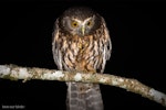 Ruru | Morepork. Adult eating tree weta. Bushy Park Wanganui, December 2015. Image © John and Melody Anderson, Wayfarer International Ltd by John and Melody Anderson.