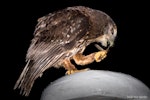 Ruru | Morepork. Adult eating huhu beetle. Bushy Park Wanganui, December 2015. Image © John and Melody Anderson, Wayfarer International Ltd by John and Melody Anderson.