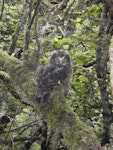 Ruru | Morepork. Juvenile. Kahurangi National Park, February 2010. Image © Corey Mosen by Corey Mosen.