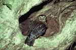 Ruru | Morepork. Adult at nest entrance. Taranga / Hen Island, November 1978. Image © Department of Conservation (image ref: 10039806) by Dick Veitch, Department of Conservation.