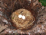 Ruru | Morepork. Nest with eggs in dead treefern. Lower Hutt, December 2007. Image © John Flux by John Flux.