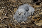 Ruru | Morepork. Chicks in nest. Motutapu Island, November 2012. Image © Art Polkanov by Art Polkanov.