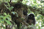 Ruru | Morepork. Adult (left) roosting with two large chicks. Blowhard Bush, Hawke's Bay, December 2014. Image © Adam Clarke by Adam Clarke.