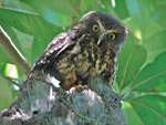 Ruru | Morepork. Adult peering down from nest entrance. Lower Hutt, December 2007. Image © John Flux by John Flux.