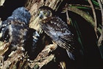 Ruru | Morepork. Adult and 2 chicks outside nest. Little Barrier Island. Image © Department of Conservation (image ref: 10028894) by Dick Veitch, Department of Conservation.