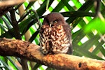 Ruru | Morepork. Adult roosting. Tawharanui Regional Park, June 2010. Image © Cheryl Marriner by Cheryl Marriner.