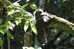 Ruru | Morepork. Juvenile sunning on branch. Blowhard Bush, January 2013. Image © Adam Clarke by Adam Clarke.