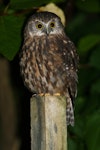 Ruru | Morepork. Adult perched on post. Maud Island, February 2007. Image © David Boyle by David Boyle.