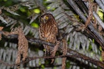 Ruru | Morepork. Adult perched in treefern. Mayor Island, December 2007. Image © Peter Reese by Peter Reese.