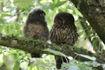 Ruru | Morepork. Adult (right) roosting with large chick. Blowhard Bush, Hawke's Bay, December 2014. Image © Adam Clarke by Adam Clarke.