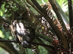 Ruru | Morepork. Rear view of juvenile with head turned backwards. Waipu, Northland, January 2010. Image © Jenny Atkins by Jenny Atkins.