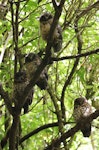 Ruru | Morepork. Family group roosting. Blowhard Bush, January 2013. Image © Adam Clarke by Adam Clarke.