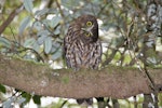 Ruru | Morepork. Curious adult. Mokai Station, Ruahine Forest Park, November 2010. Image © Mary Bielski by Mary Bielski.