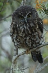 Ruru | Morepork. Adult peering down. Kahurangi National Park, December 2010. Image © Corey Mosen by Corey Mosen.