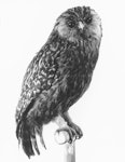 Laughing owl | Whēkau. Mounted bird from Te Papa collection. Dominion Museum (now Te Papa), October 1959. Image © Department of Conservation (image ref: 10055361) by John Kendrick, Department of Conservation.