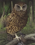 Laughing owl | Whēkau. Image 2006-0010-1/57 from the series 'Extinct birds of New Zealand'. Masterton, January 2005. Image © Purchased 2006. © Te Papa by Paul Martinson.