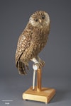 Laughing owl | Whēkau. Mounted specimen, obtained by exchange, 1963. Specimen registration no. OR.010143; image no. MA_I156599. possibly Stewart Island, January 1881. Image © Te Papa.