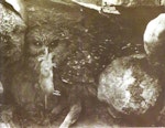 Laughing owl | Whēkau. Young bird with rodent at its nest in a cavity under a limestone boulder. Raincliff Station, Opihi River, South Canterbury, January 1909. Image © No known copyright restrictions by Cuthbert & Oliver Parr.