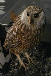 Laughing owl | Whēkau. Adult in Otago Museum. Image © Alan Tennyson & Otago Museum, Dunedin by Alan Tennyson.