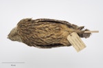 Laughing owl | Whēkau. Study skin. Specimen registration no. OR.001778; image no. MA_I264479. Wilmot Pass. Image © Te Papa.