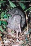 Little spotted kiwi | Kiwi pukupuku. Adult. Tiritiri Matangi Island, January 1999. Image © Simon Fordham by Simon Fordham.