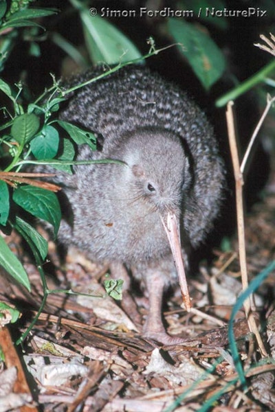 Little spotted kiwi | Kiwi pukupuku. Adult. Tiritiri Matangi Island, January 1999. Image © Simon Fordham by Simon Fordham.