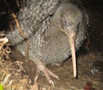 Little spotted kiwi | Kiwi pukupuku. Female in burrow. Karori Sanctuary / Zealandia, May 2010. Image © Andrew Digby by Andrew Digby.