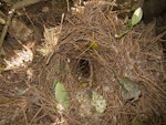 Little spotted kiwi | Kiwi pukupuku. Nest entrance. Karori Sanctuary / Zealandia, September 2011. Image © Andrew Digby by Andrew Digby.