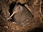 Little spotted kiwi | Kiwi pukupuku. Adult male at burrow entrance. Long Island, Marlborough Sounds, November 2011. Image © Andrew Digby by Andrew Digby.