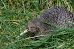 Little spotted kiwi | Kiwi pukupuku. Adult out in the daytime. Karori Sanctuary / Zealandia, July 2018. Image © George Hobson by George Hobson.