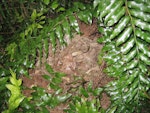 Little spotted kiwi | Kiwi pukupuku. Covered nest entrance. Karori Sanctuary / Zealandia, January 2010. Image © Andrew Digby by Andrew Digby.